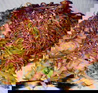 Silver Moon - Internet Find