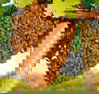 Whistling Kite Biodynamic Wines - Internet Find