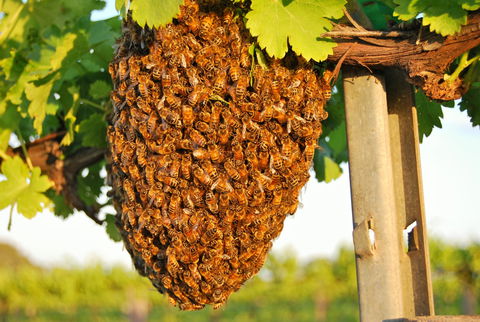 Whistling Kite Biodynamic Wines - Internet Find 0