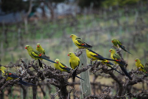 Whistling Kite Biodynamic Wines - Internet Find 2