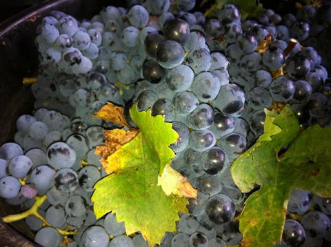 Faisan Estate Wines - Internet Find 0