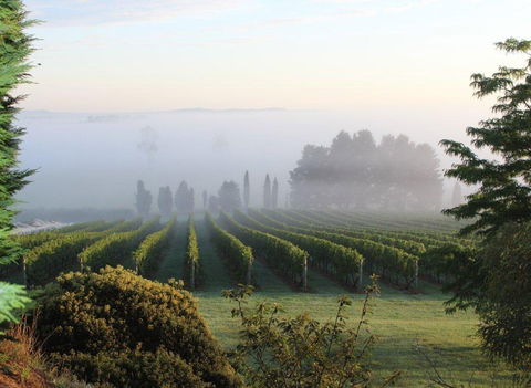 Cherry Tree Hill Wines - Internet Find 2