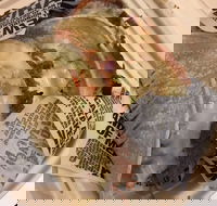 Guzman Y Gomez - Perth Airport - Internet Find