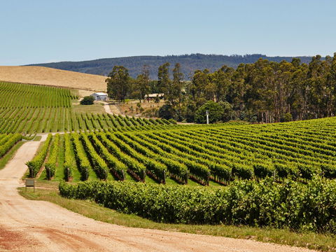 Pipers Brook Vineyard - Internet Find 1
