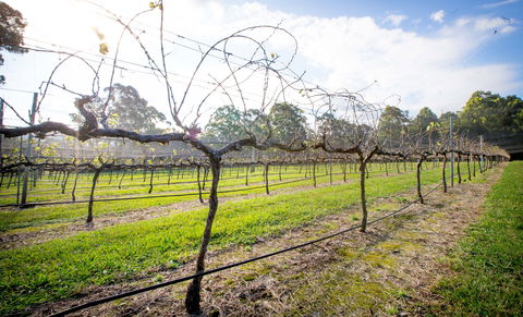 Long Point Vineyard And Art Gallery - Internet Find 0