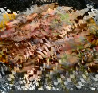 Tori Tori - Internet Find