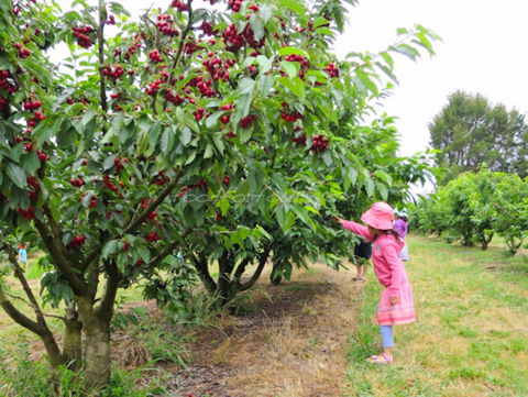 Allambie Orchard And Cafe - Internet Find 2