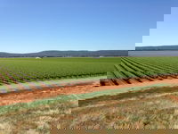 Melange Wines
