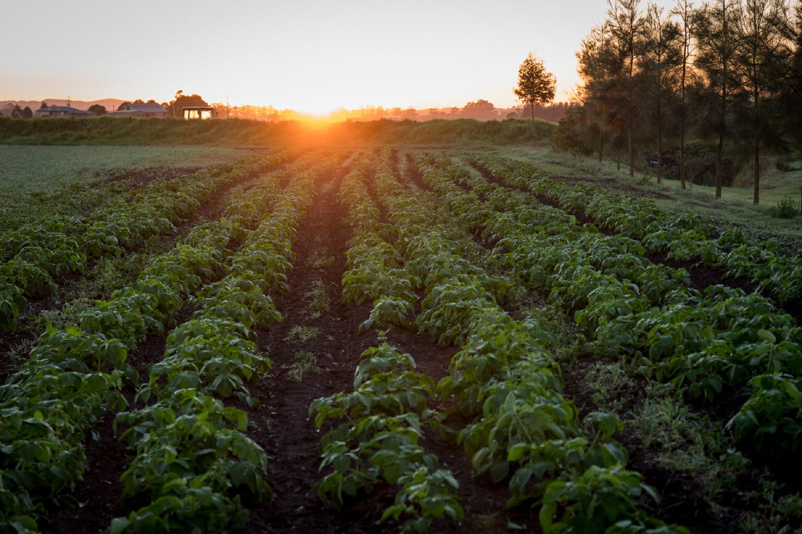 Phoenix Park NSW Internet Find