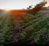 Phoenix Park Farm Gate - Internet Find