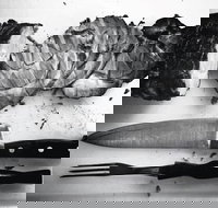 The Queensland Hotel