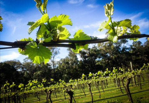 Michael Unwin Wines - Internet Find 1