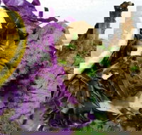Sapa Rose - Internet Find