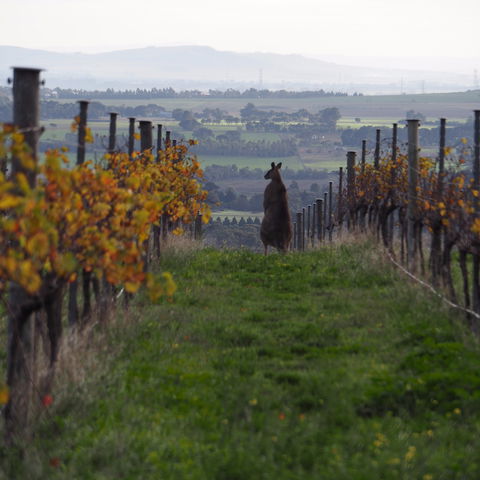 Barwon Ridge Wines - Internet Find 0