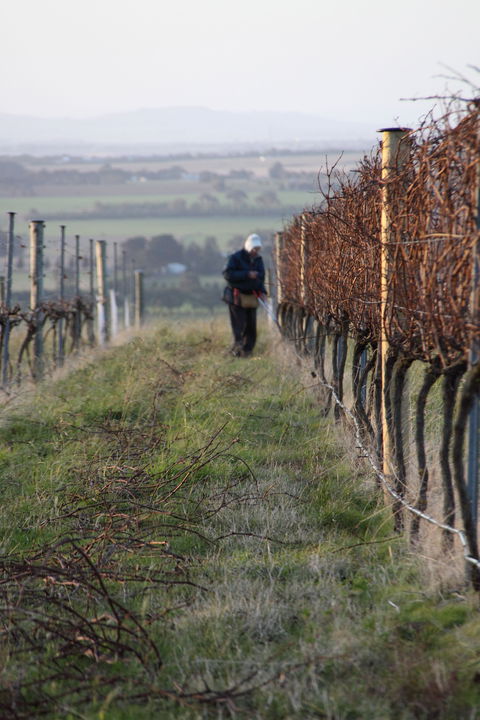 Barwon Ridge Wines - Internet Find 2