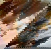 Captain Roc's - Internet Find