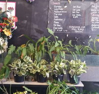 Milk Froth - Ascot Hamilton - Internet Find