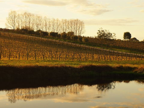 Brook Eden Vineyard - Internet Find 1