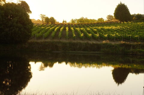 Brook Eden Vineyard - Internet Find 2