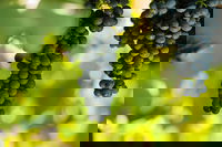 Garden  Field Wines