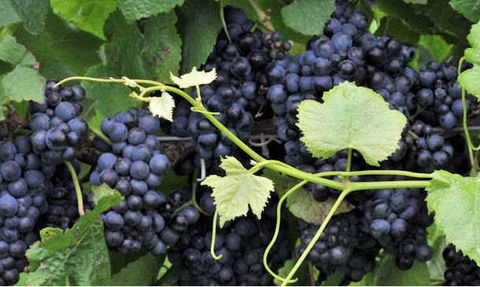 Nicholson River Winery And Barrel Room Restaurant - Internet Find 2