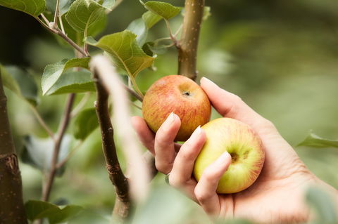 St Ronan's Cider - Internet Find 0