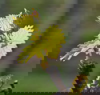 Serengale Vineyard - Internet Find