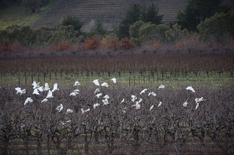 Borrodell Vineyard - Internet Find 32