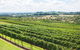 Borrodell Vineyard - thumb 29