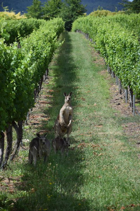 Borrodell Vineyard - Internet Find 31