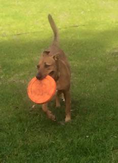 Dog Trainers Fullerton Cove NSW Internet Find