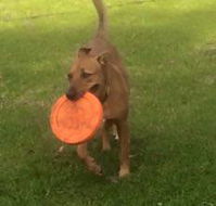 Newcastle K9 Centre - Internet Find