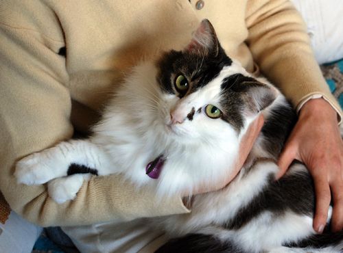 Dog Cat Clipping Washing Grooming Blackalls Park NSW Internet Find