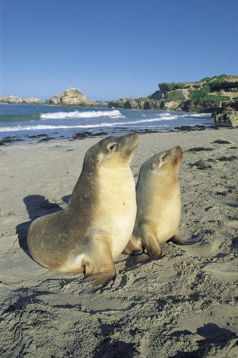 Kangaroo Island Seafront - Internet Find 40