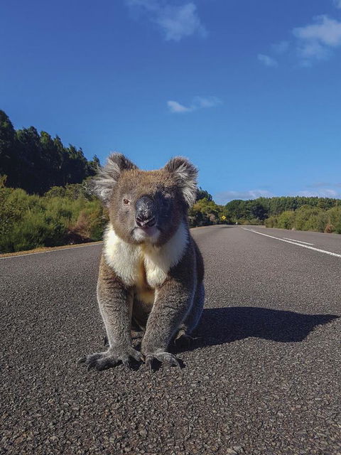 Kangaroo Island Seafront - Internet Find 14