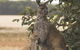 Sea Dragon Lodge - thumb 29
