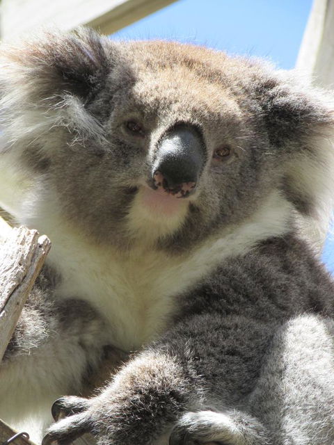 Lazy Days Bed &Breakfast Cottage - Victor Harbor - Internet Find 10