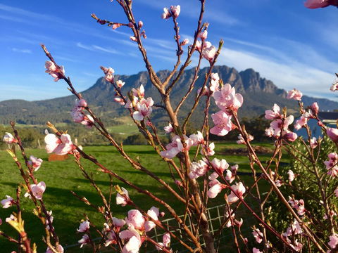 Manna Hill Farm - Internet Find 3