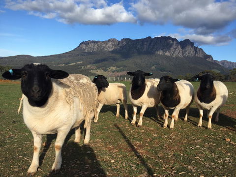 Manna Hill Farm - Internet Find 28