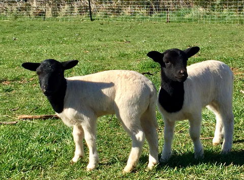 Manna Hill Farm - Internet Find 2