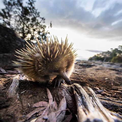 Maydena Chalet - Internet Find 38