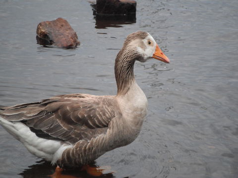 Maydena Chalet - Internet Find 39