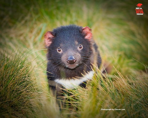 Maydena Chalet - Internet Find 34