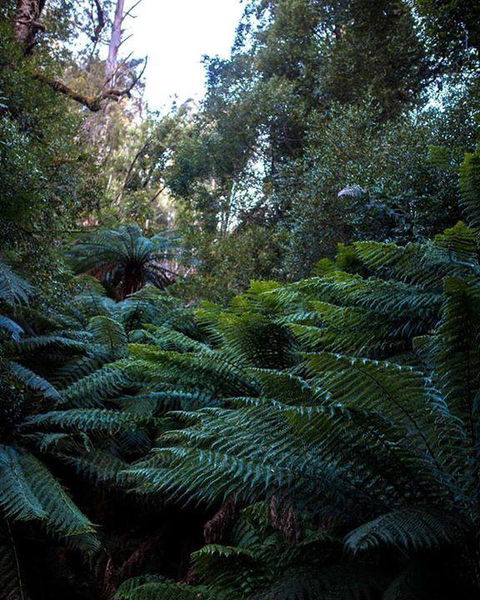 Maydena Chalet - Internet Find 42