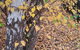 Birch Lane - thumb 43