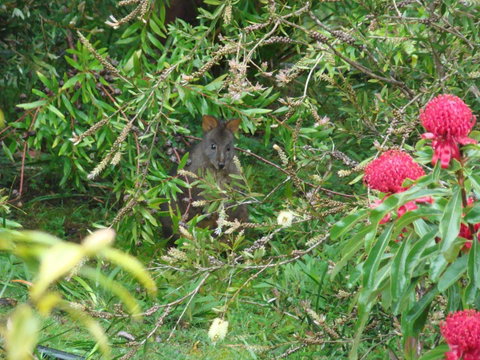 Southern Forest Accommodation - Internet Find 12