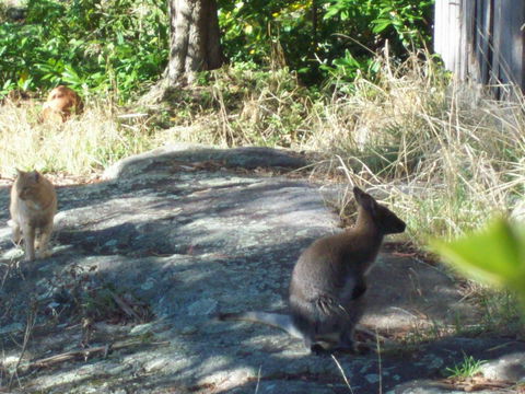 St. Pauls Bed & Breakfast - Internet Find 13