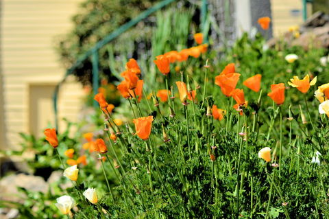 St. Pauls Bed & Breakfast - Internet Find 44