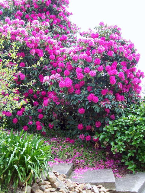 St. Pauls Bed & Breakfast - Internet Find 2