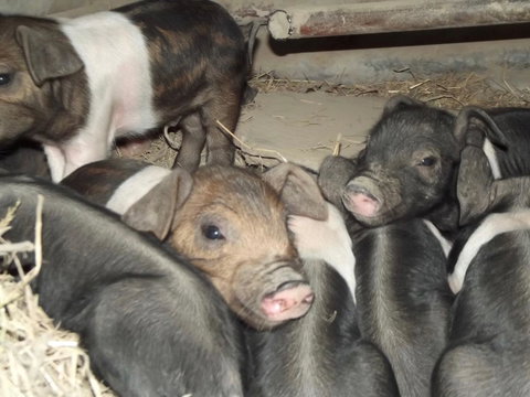 Eden Orchard & Farmstay - Internet Find 36
